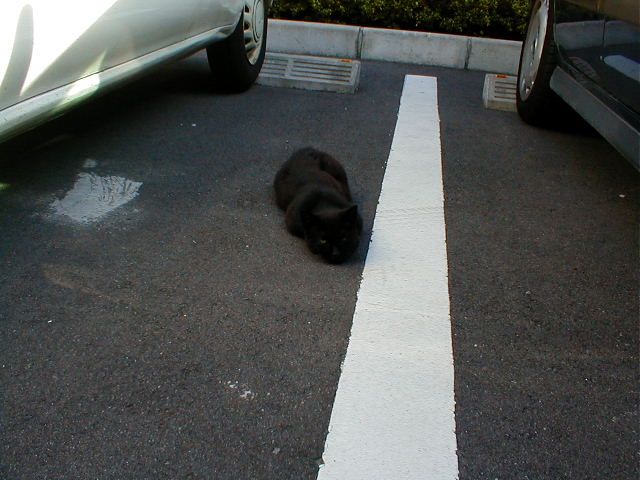 『黒猫』
