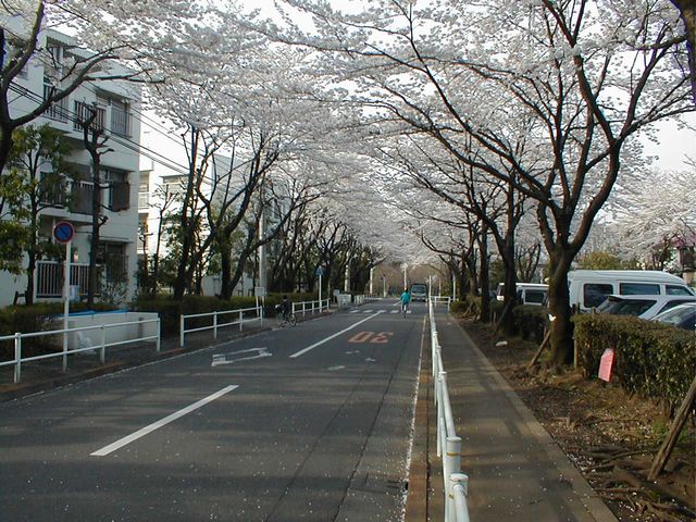 『桜』